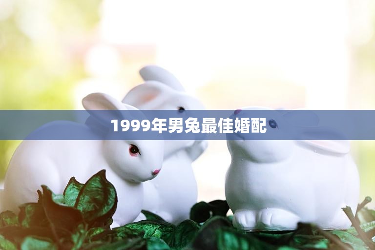 1999年男兔最佳婚配(如何选择最适合你的伴侣)