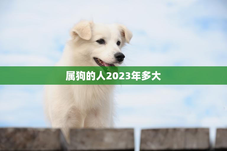 属狗人在2024年的全年运势